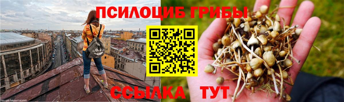 Псилоцибиновые грибы GOLDEN TEACHER Саратов